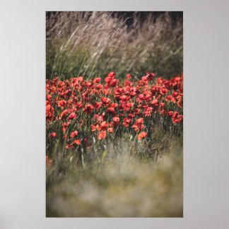 Affiche Champ de coquelicots vibrant en Flandre