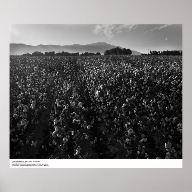 Affiche Champ de coton, au soleil près de El Centro, 1966 (Devant)