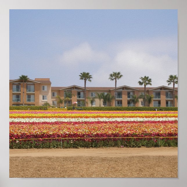 Affiche Champ de fleurs Carlsbad (Devant)