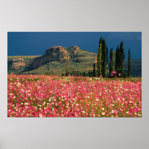 Affiche Champ de fleurs de Cosmos, district de Fouriesburg