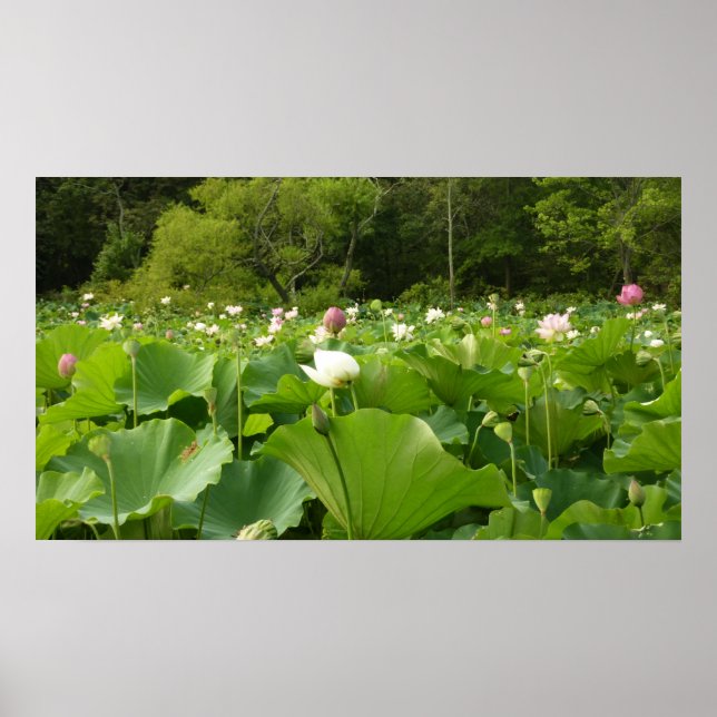 Affiche Champ de fleurs de Lotus Jardin d'été (Devant)
