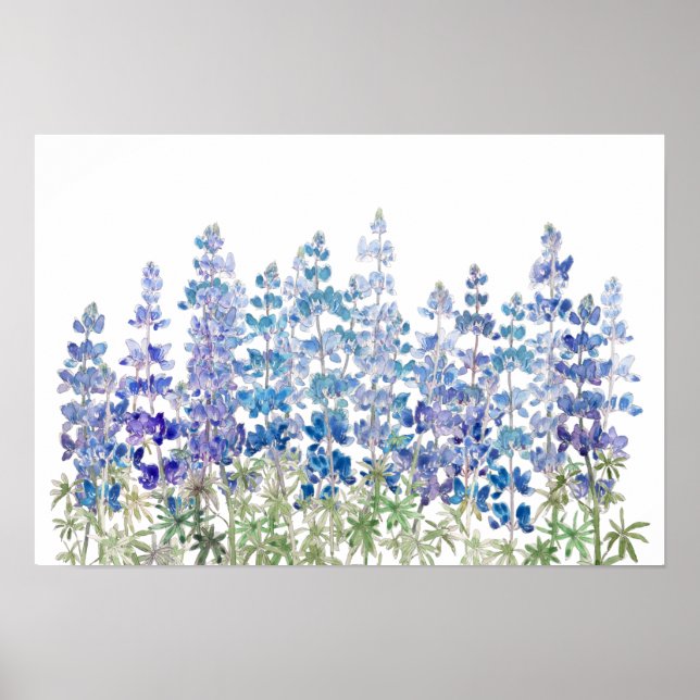 Affiche champ de fleurs de lupin bleu violet horizontal (Devant)