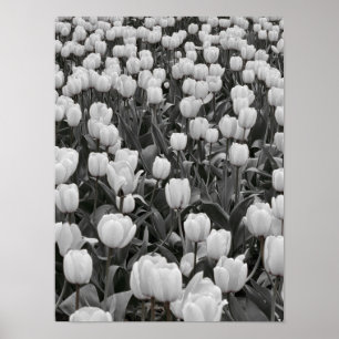 Affiche Champ de fleurs noir et blanc