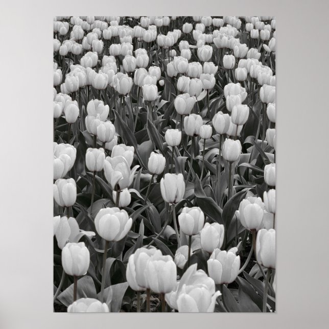 Affiche Champ de fleurs noir et blanc (Devant)