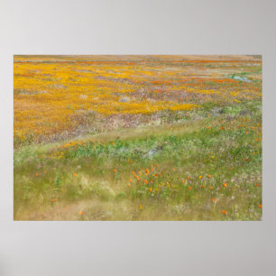 Affiche Champ de fleurs sauvages colorées