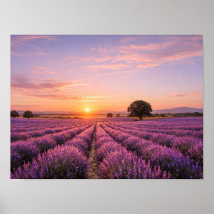 Affiche Champ de lavande en fleurs au coucher de soleil do
