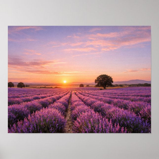 Affiche Champ de lavande en fleurs au coucher de soleil do (Devant)