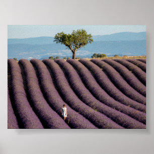 Affiche Champ de lavande en Provence