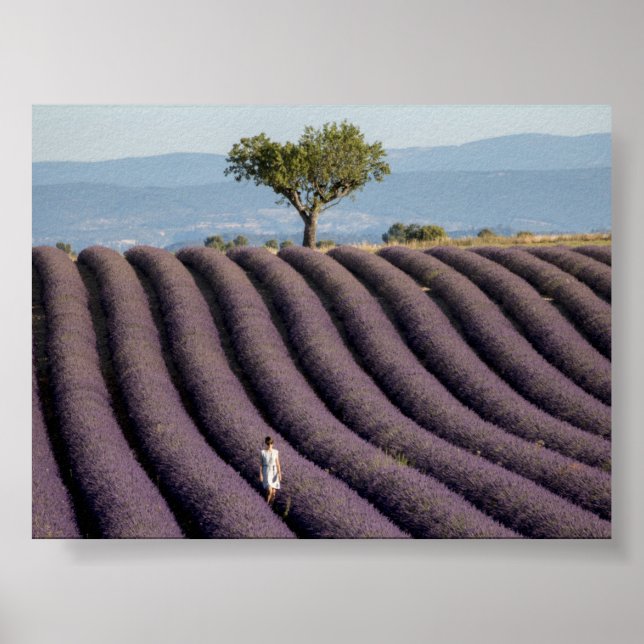 Affiche Champ de lavande en Provence (Devant)