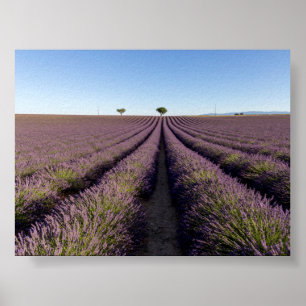 Affiche Champ de lavande en Provence