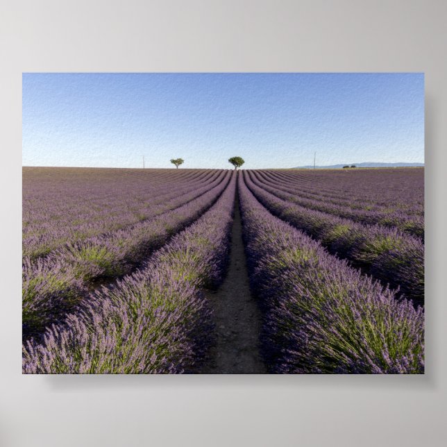 Affiche Champ de lavande en Provence (Devant)