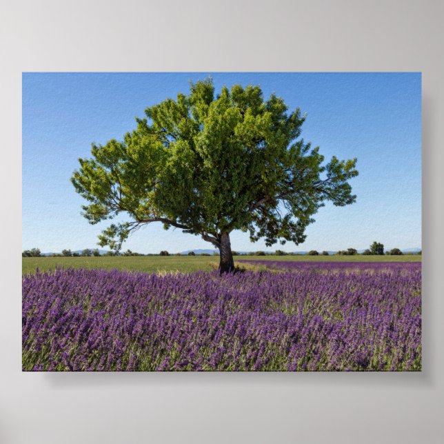 Affiche Champ de lavande en Provence (Devant)