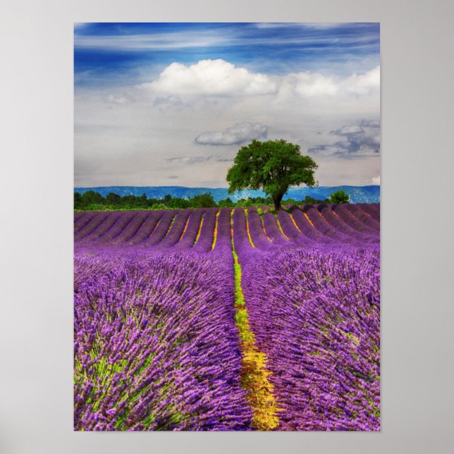 Affiche Champ de lavande panoramique, France (Devant)