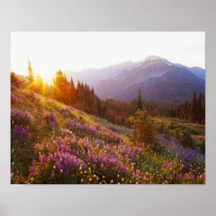 Affiche Champ de lupin et montagnes Olympiques à
