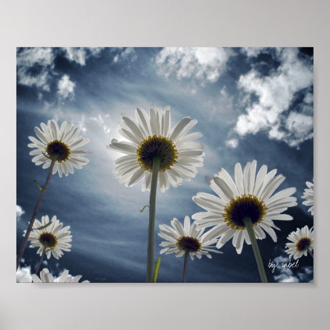 Affiche Champ de marguerite (Devant)