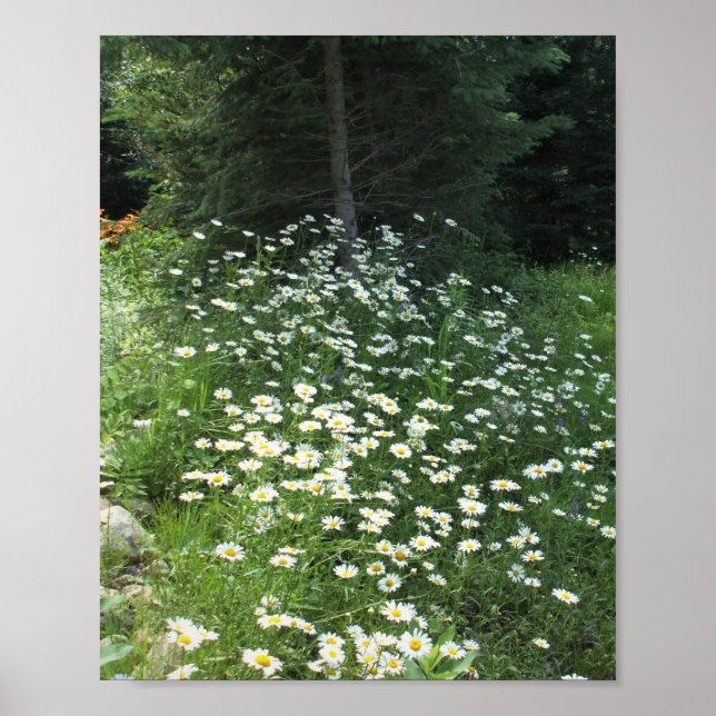 Affiche Champ de marguerites (Devant)