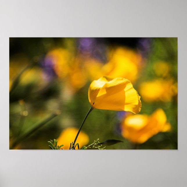 Affiche Champ de pavots dansants (Devant)