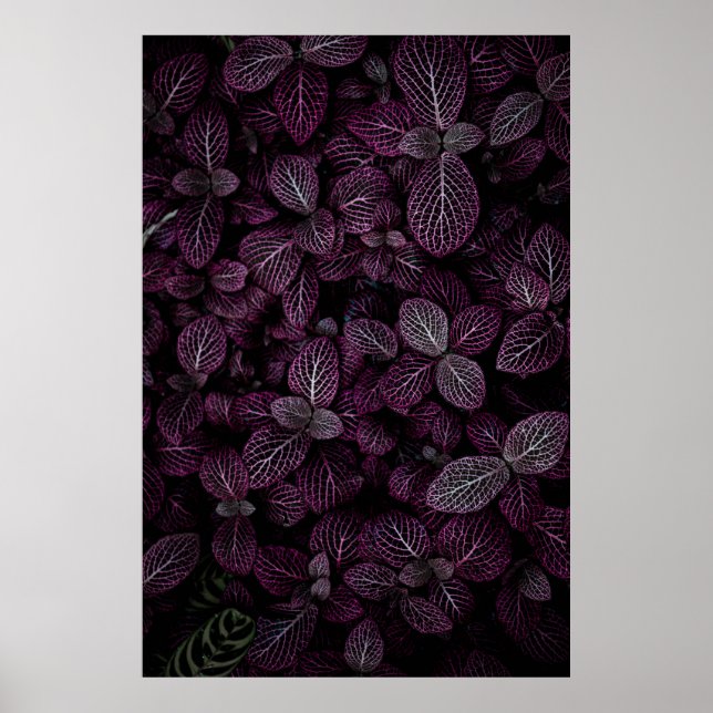 AFFICHE CHAMP DE PLANTE DE POURSUITE (Devant)