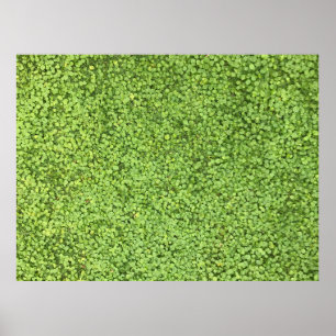 Affiche Champ de plante vert