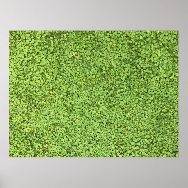 Affiche Champ de plante vert (Devant)