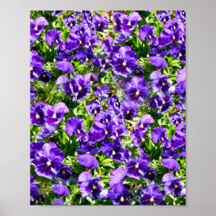 Affiche Champ de Purple Pansy