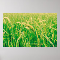 Champ de riz en milieu rural et frais, vintage sty