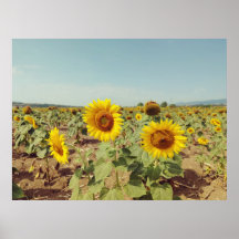 Champ de tournesol vintage