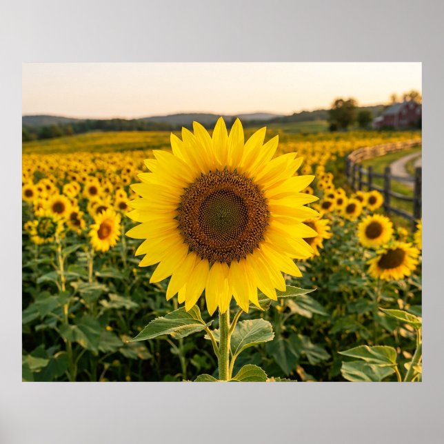 Affiche Champ de tournesols (Devant)