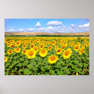 Affiche Champ de tournesols