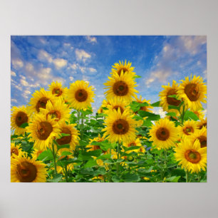 Affiche Champ de tournesols