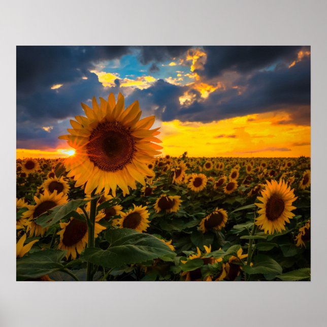 Affiche Champ de tournesols (Devant)