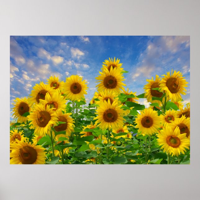 Affiche Champ de tournesols, belles fleurs, (Devant)