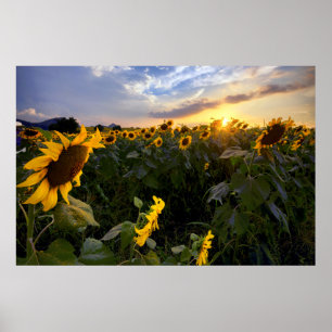 Affiche Champ de tournesols en fleurs
