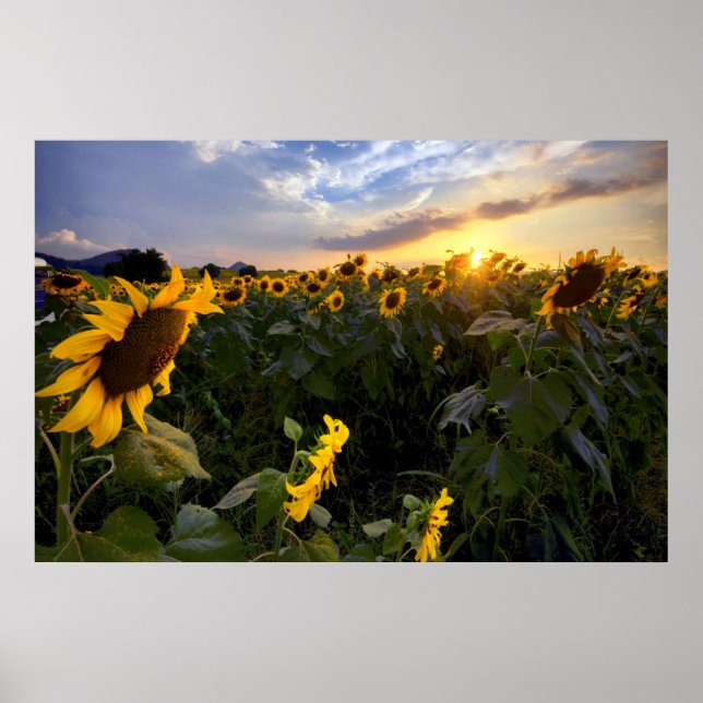 Affiche Champ de tournesols en fleurs (Devant)