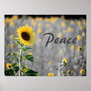 Affiche Champ de tournesols, noir et blanc, paix