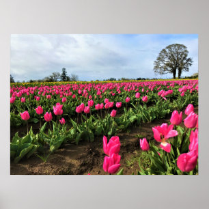 Affiche Champ de tulipe rose, Oregon