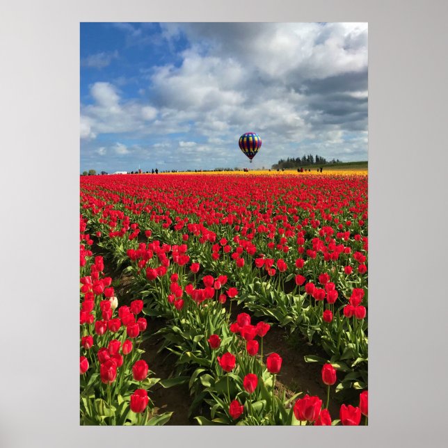 Affiche Champ de tulipe rouge avec ballon à air chaud (Devant)