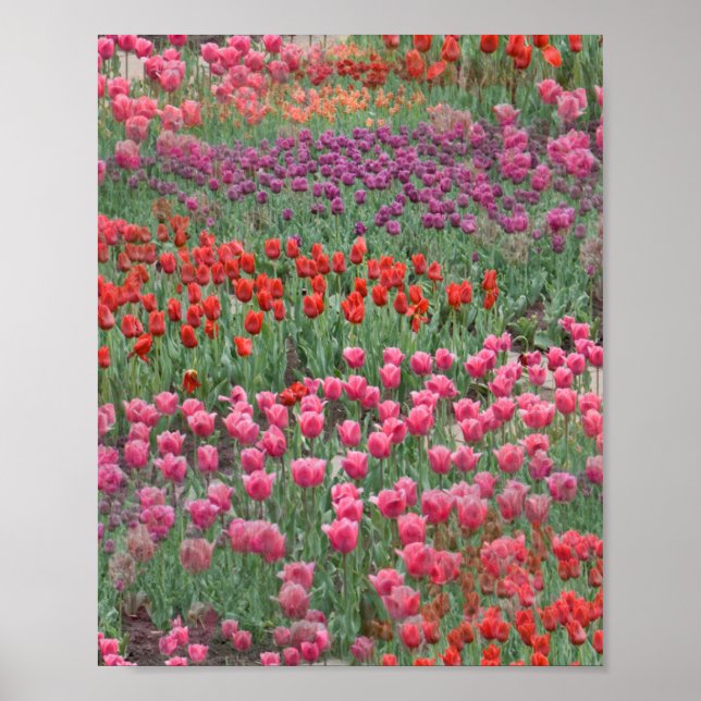 Affiche Champ De Tulipes (Devant)