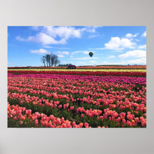 Affiche Champ de tulipes magnifiques avec montgolfière, Or