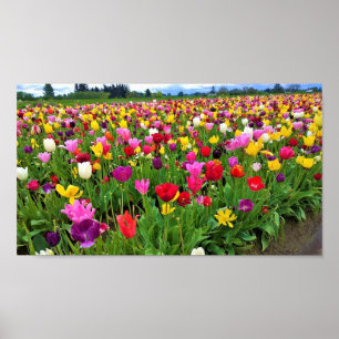 Affiche Champ de tulipes, Oregon