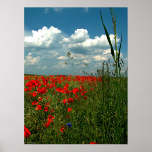 Affiche Champ des pavots II