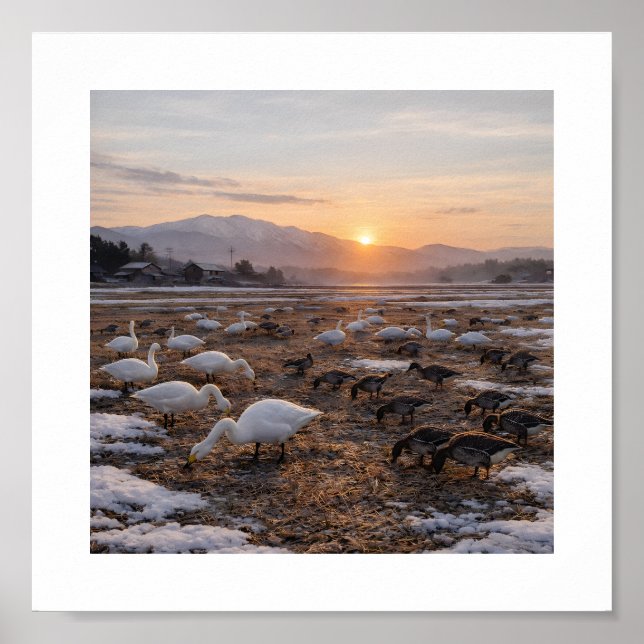 Affiche Champ d'hiver doré avec cygnes et oies –  (Devant)