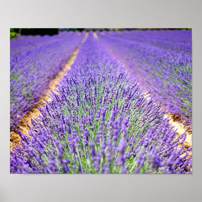 Affiche Champ Lavender (Devant)