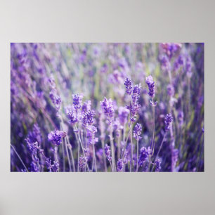 Affiche Champ Lavender