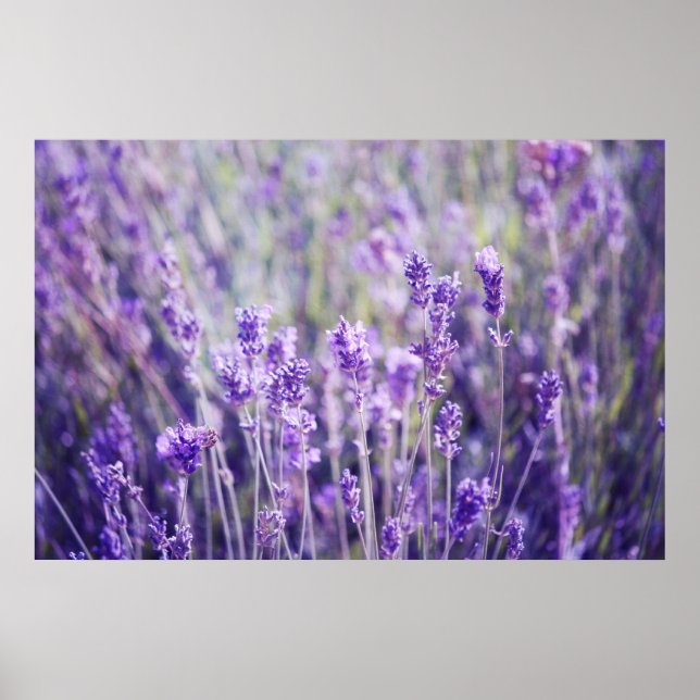 Affiche Champ Lavender (Devant)