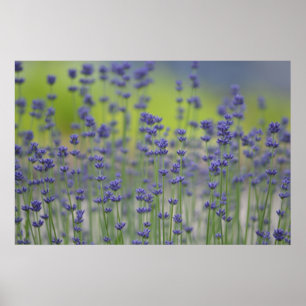 Affiche Champ Lavender