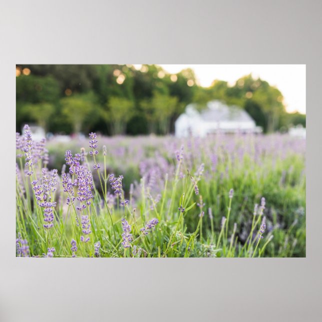 Affiche Champ Serene Lavender (Devant)