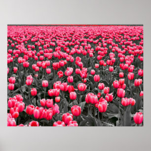 Affiche Champ Tulipes roses