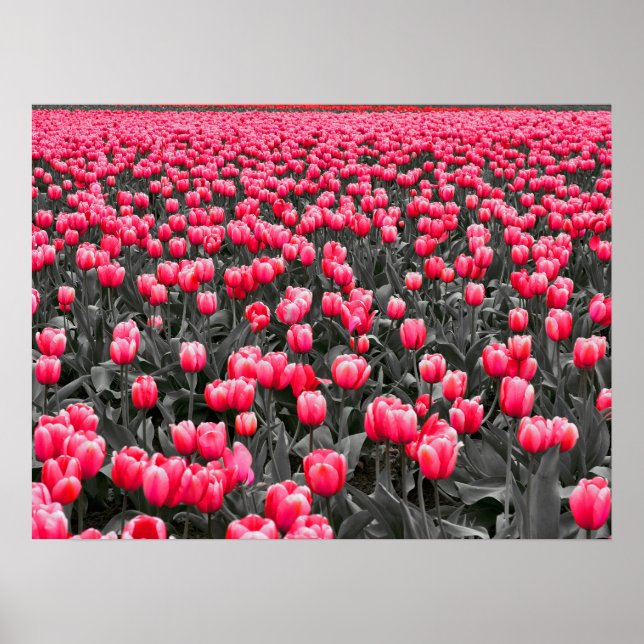 Affiche Champ Tulipes roses (Devant)