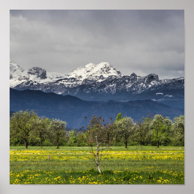 Affiche Champ vert avec alpes neigeuses (Devant)